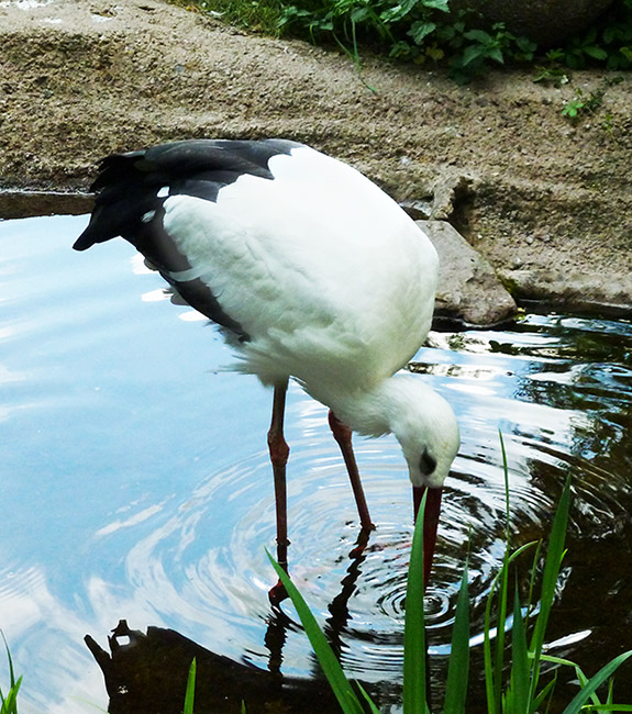 stork-drinking-water