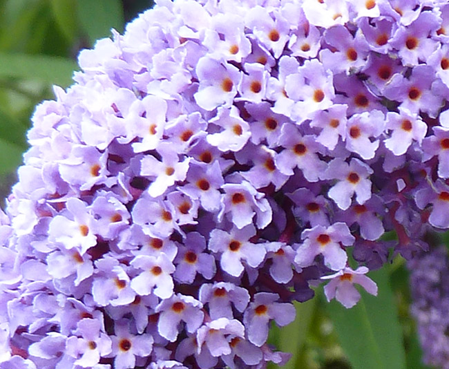 close up of butterfly bush