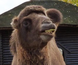 zoo camel eating green leaf