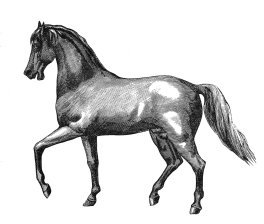 beautiful old horse drawing