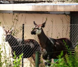 Okapis in zoo