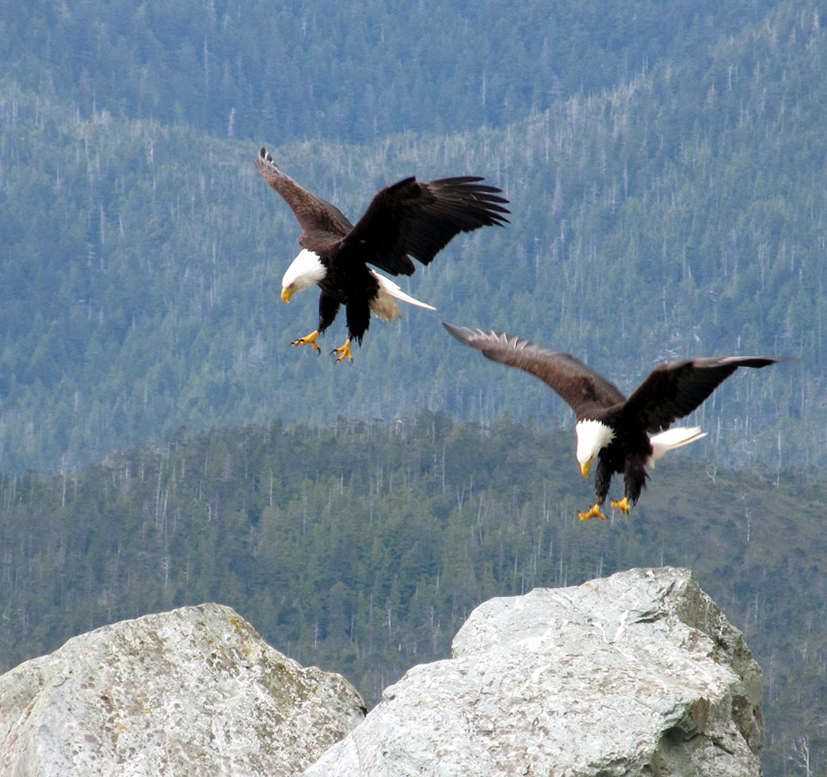 Bald eagles landing