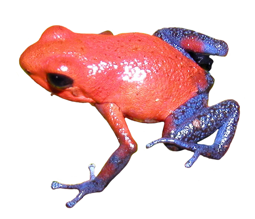 strawberry poison dart frog