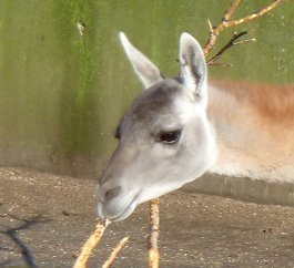 Head of lama