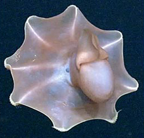 cirroteuthis muelleri photo