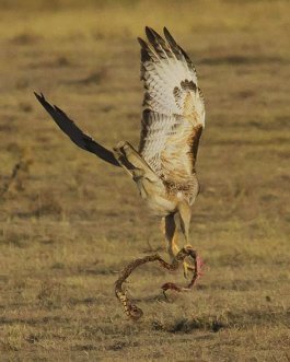 red tailed hawk