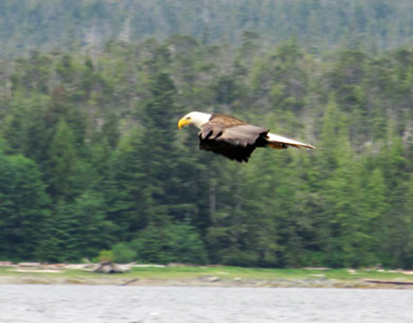 bald eagle gliding