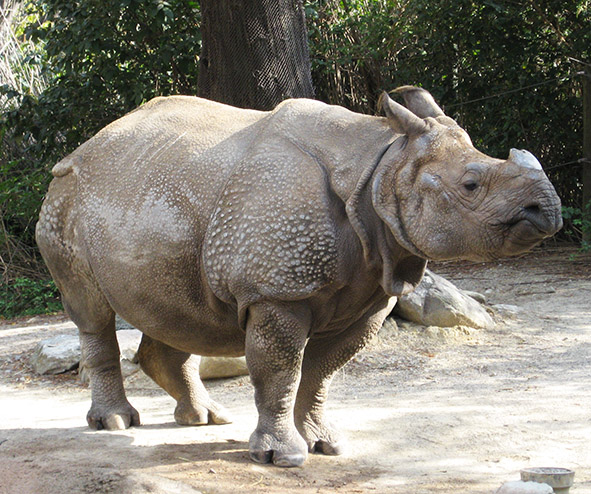 Rhinoceros Pictures and Rhinoceros Facts