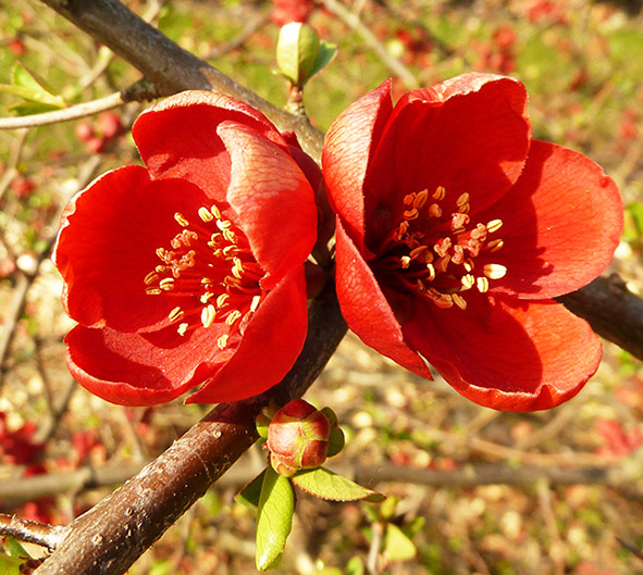 Red spring flowers blooming