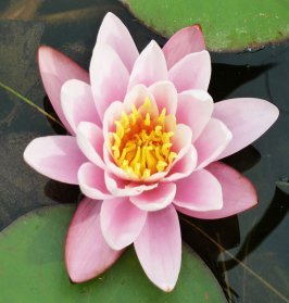 beautiful pink water lily