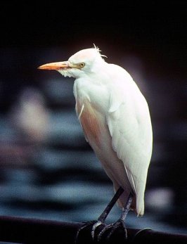 bird pictures Cattle Egret