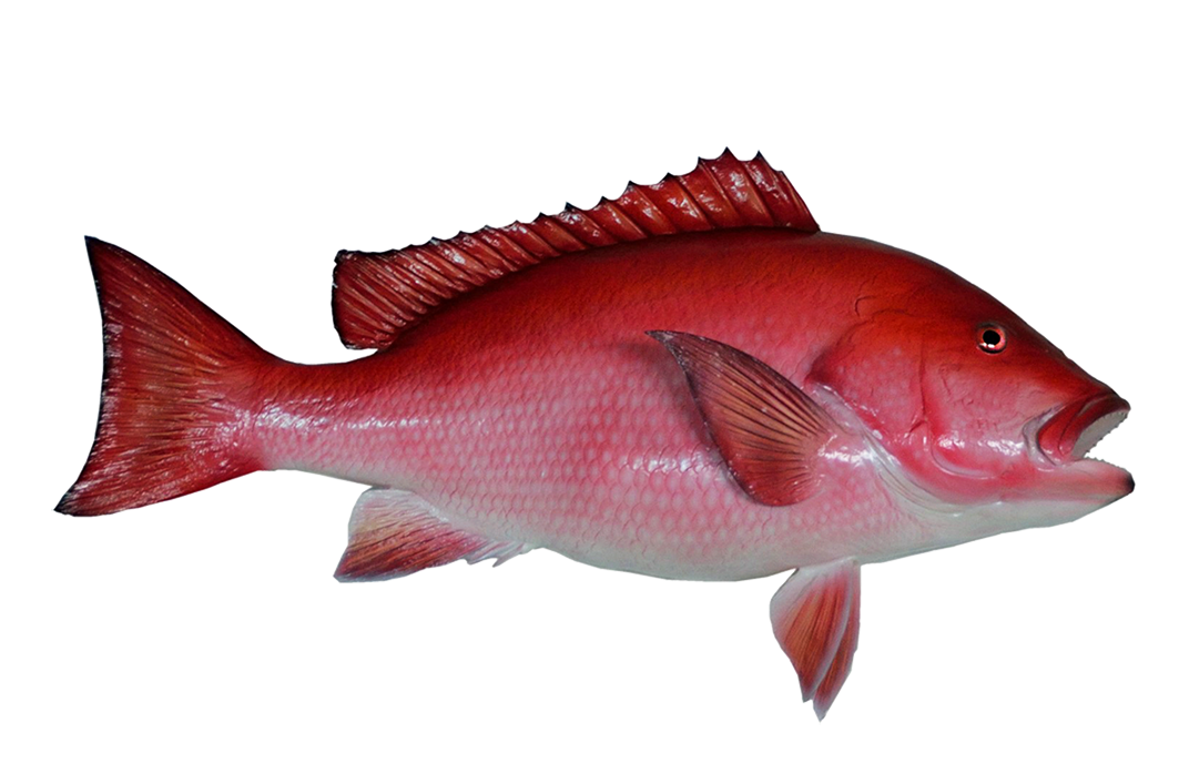 Red snapper fish mount clipart