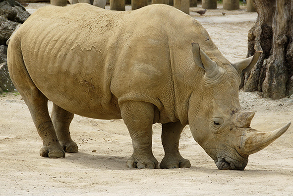 White African rhinoceros grazzing