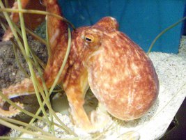 octopus picture in zoo