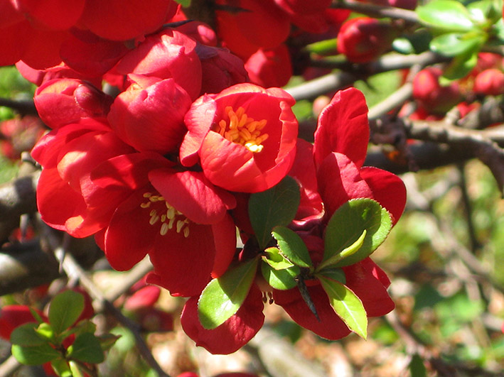 red spring flowers