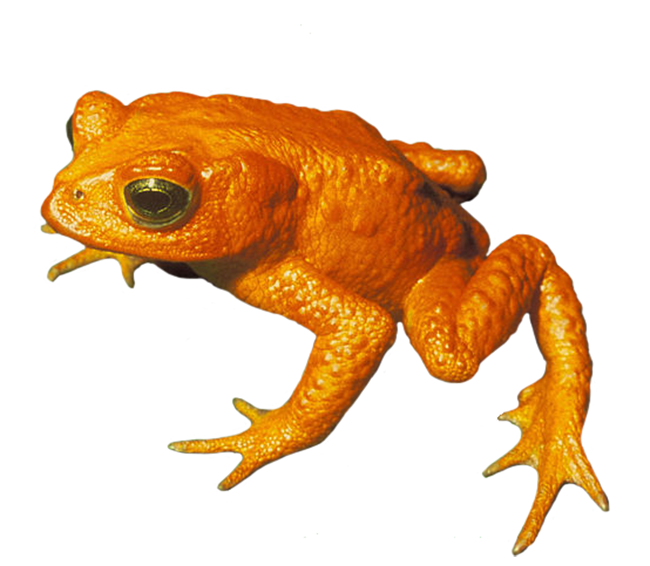 Bufo Periglenes