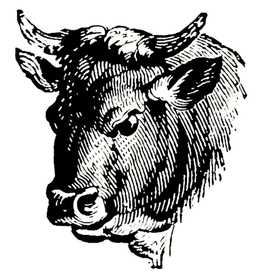 sketch of bull's head black white