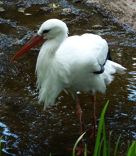 standing stork in zoo