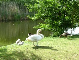 my favorite season swans at the lake