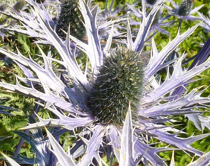 blue thistle close up