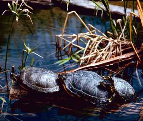 three red eared sliders near water