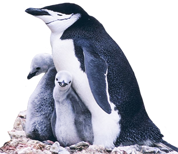 Manchot penguin