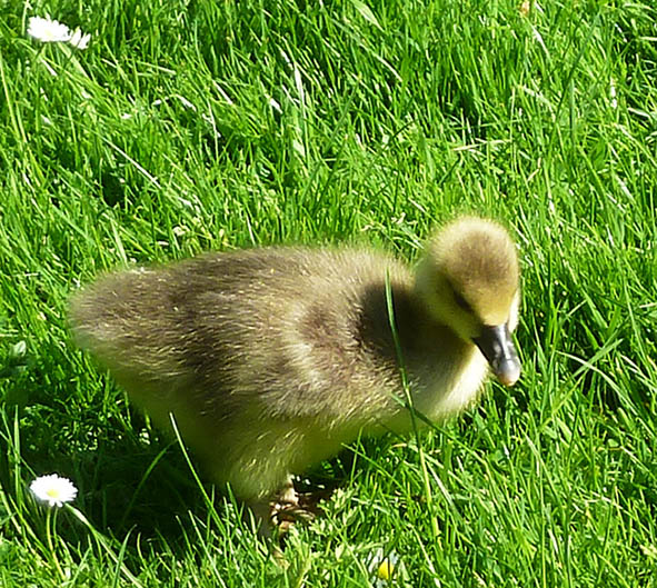 gesling in grass