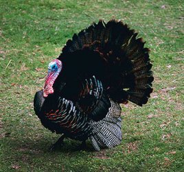 Eastern Wild Turkey picture