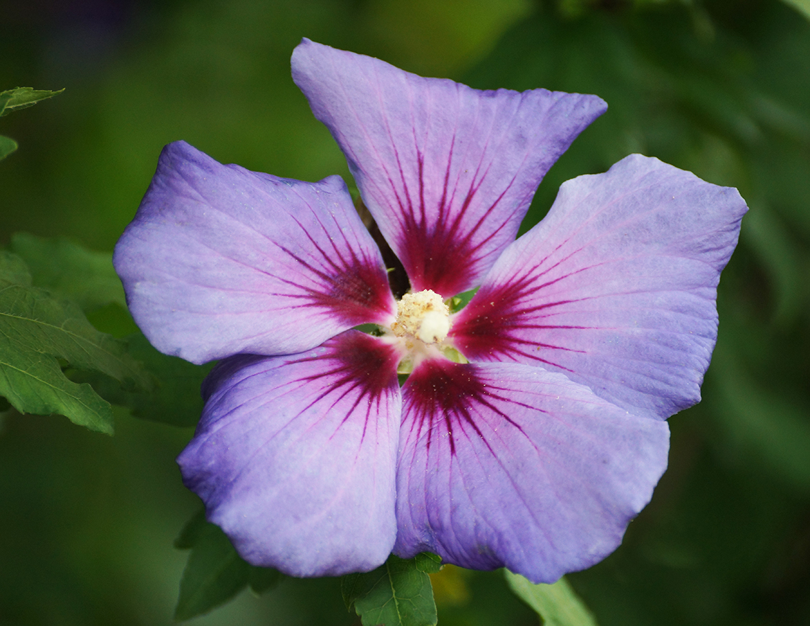 purple flower photo with red center