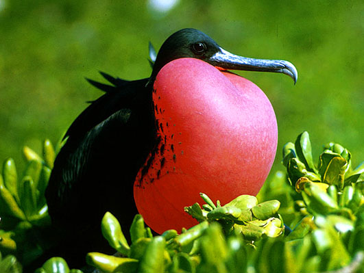 Frigate Bird