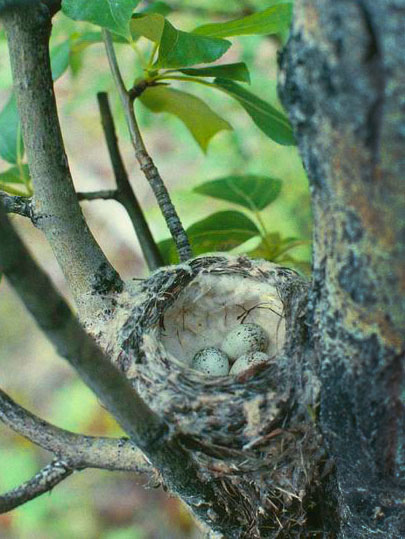 Nest with eggs of Warbler