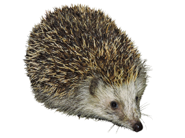 ­cut-out hedgehog transparent background