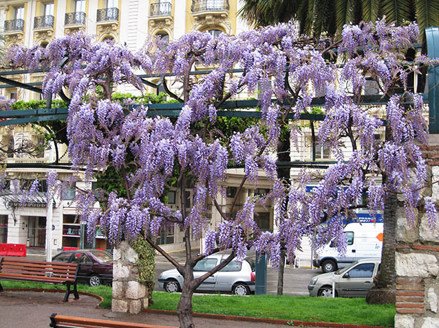 Wisteria blooming in Nice