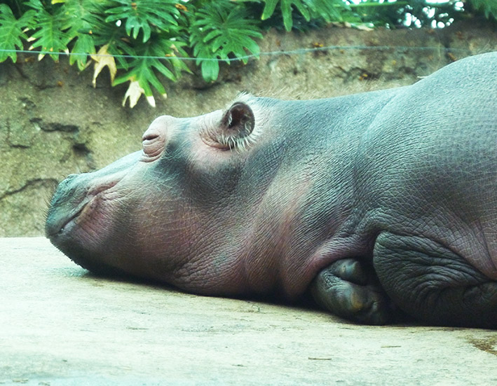 hippo baby sleeping on rock in zoo