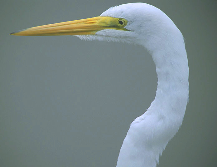 Head of Great Egret