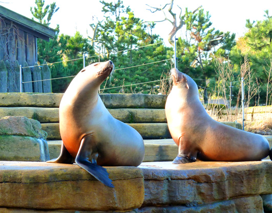 Sea lions sun bathing