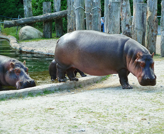 Three hippos coming up from water