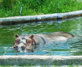 Swimming hippo