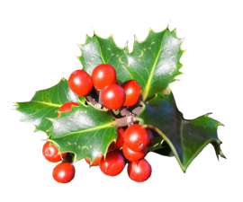 holly leaves with red berries