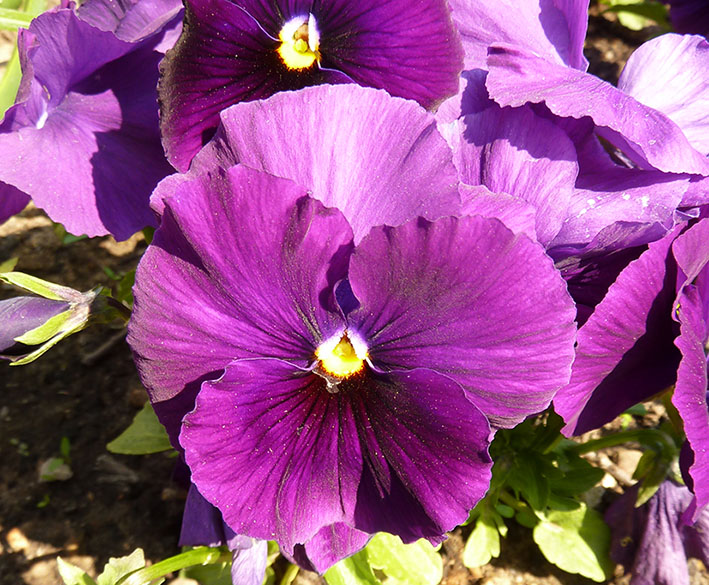 Purple pansy