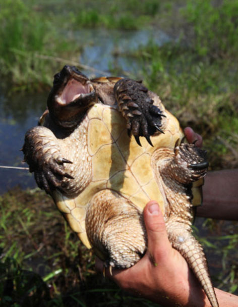 Belly of snapping turtle