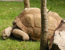 Giant Aldabra Tortoise eating