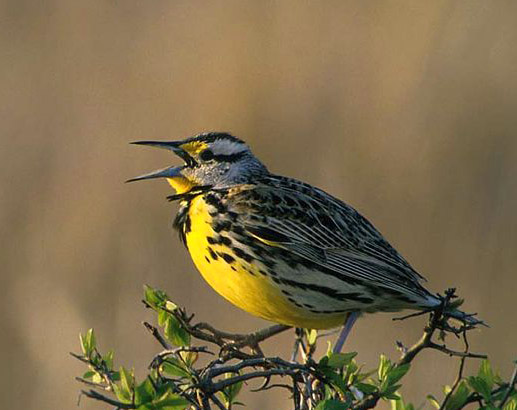 Western Meadowlark