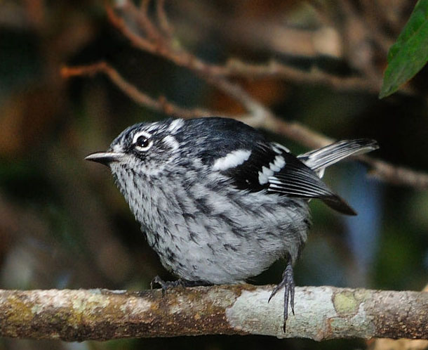 Elfin woods warbler