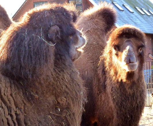 camels in discussion