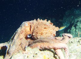 octopus picture