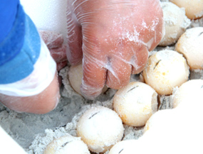 sea turtle eggs relocated