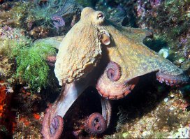 octopus vulgaris picture