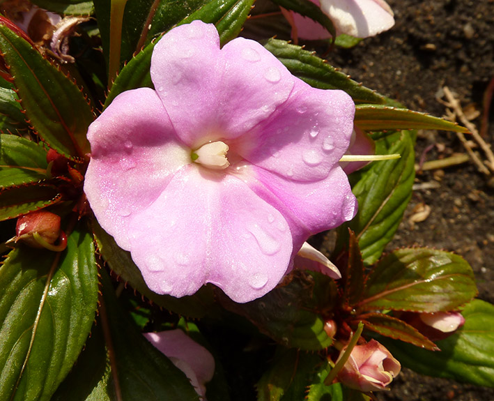 lilla flower with rain drops