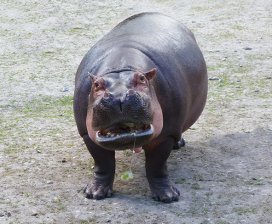 hungry hippo waiting for food